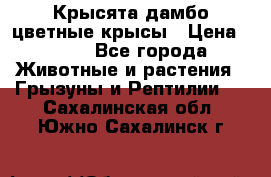 Крысята дамбо цветные крысы › Цена ­ 250 - Все города Животные и растения » Грызуны и Рептилии   . Сахалинская обл.,Южно-Сахалинск г.